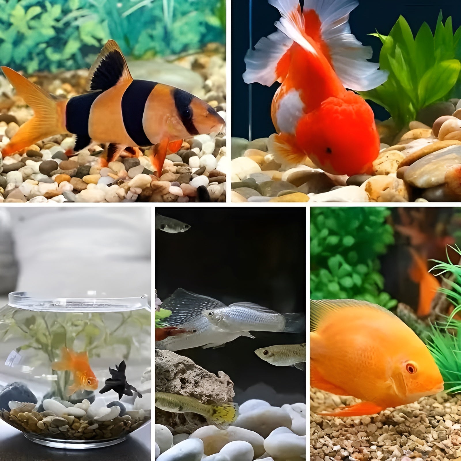 Polierte Dekosteine (900 g) – Natürliche Zierkiesel für Aquarium Blumentöpfe & Gartendeko - Wohnzubehör