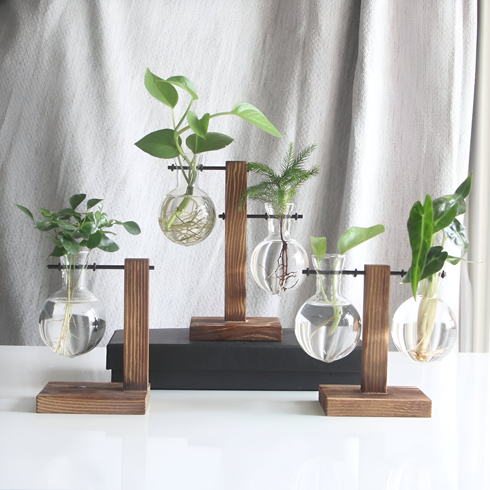 GlassHaven Vase – Hydroponisches Glasgefäß mit Holzständer