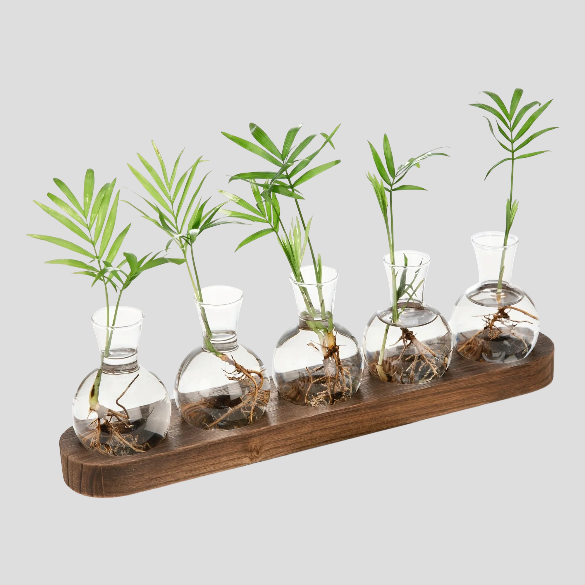 HydroHaven Vase - Elegante Hydroponische Glasvase