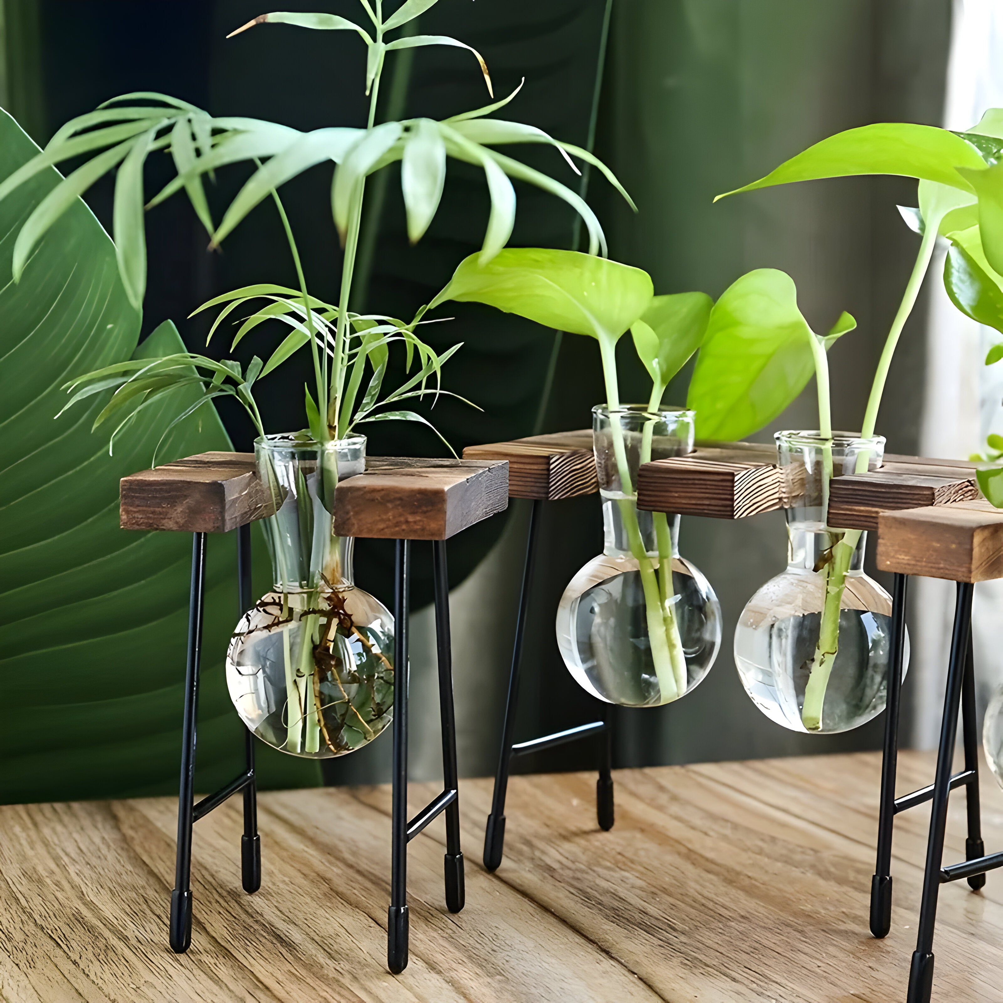 GlassRoot Vase - Hölzerner Rahmen Hydroponisches Pflanzgefäß mit Glaskugel