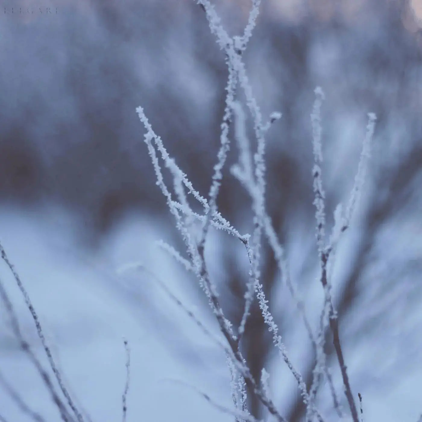 Winter-shop
