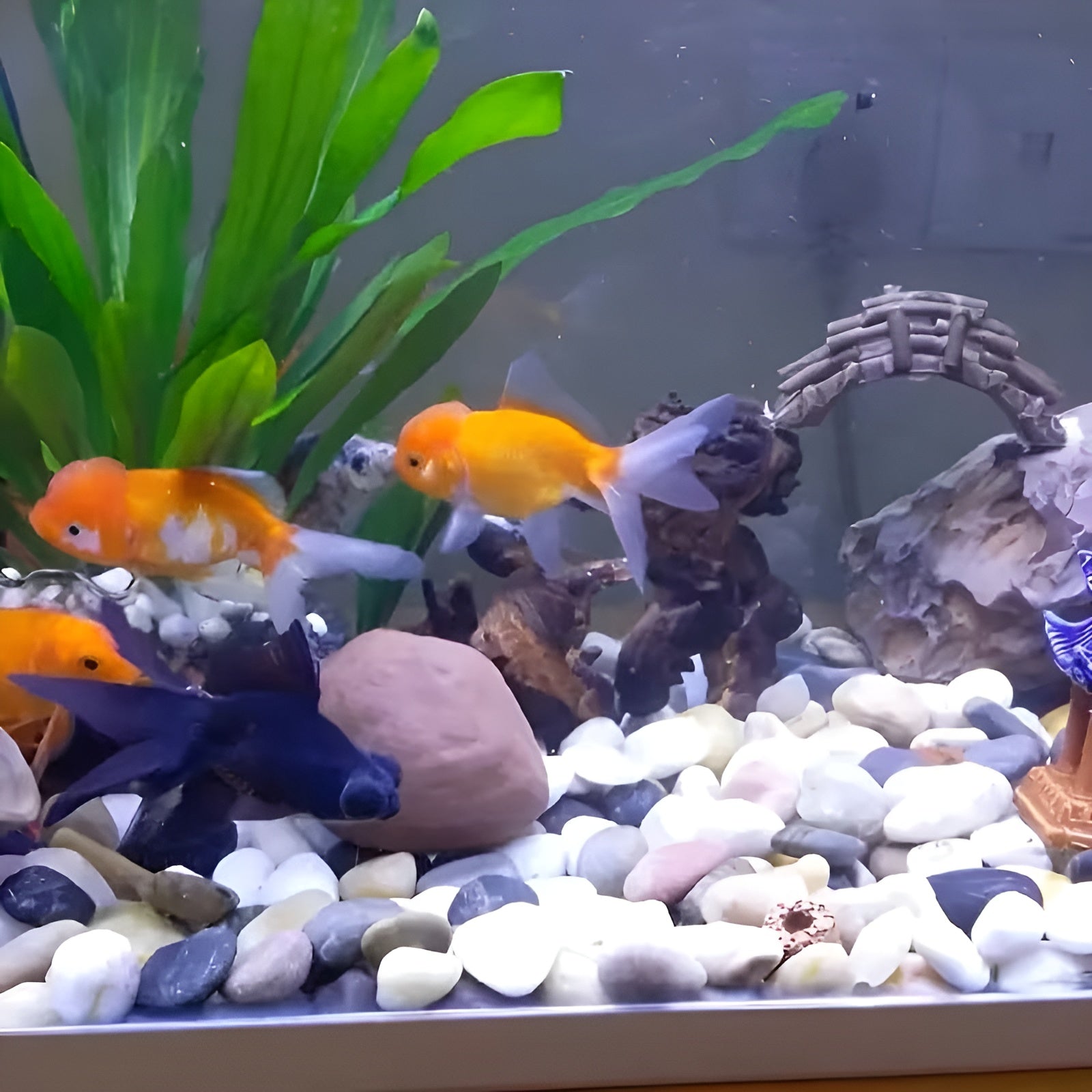 Polierte Dekosteine (900 g) – Natürliche Zierkiesel für Aquarium Blumentöpfe & Gartendeko - Wohnzubehör