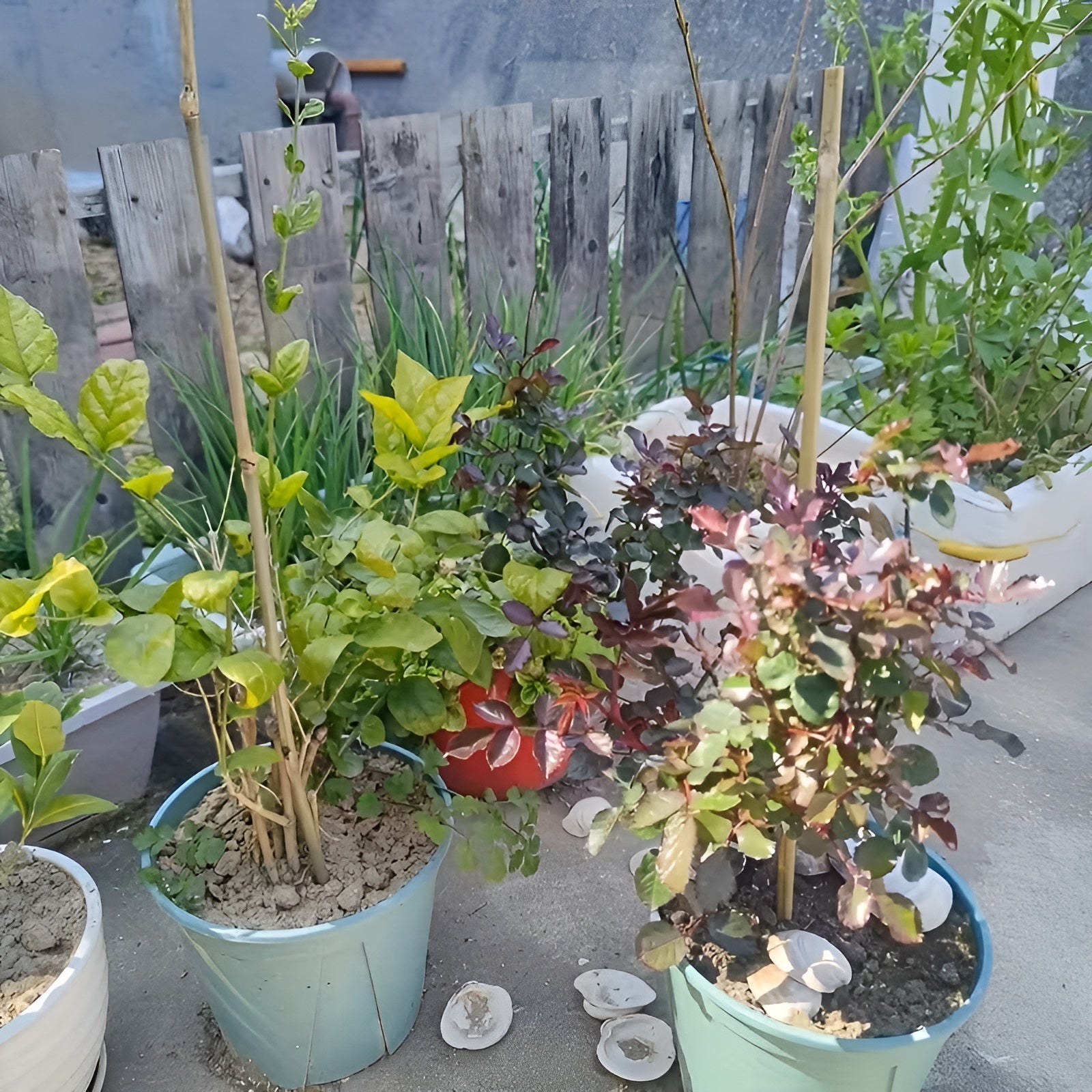 Natürliche Bambusstäbe – Robuste Pflanzenstütze | Perfekt für Garten und Topfpflanzen - Pflanzenstützen