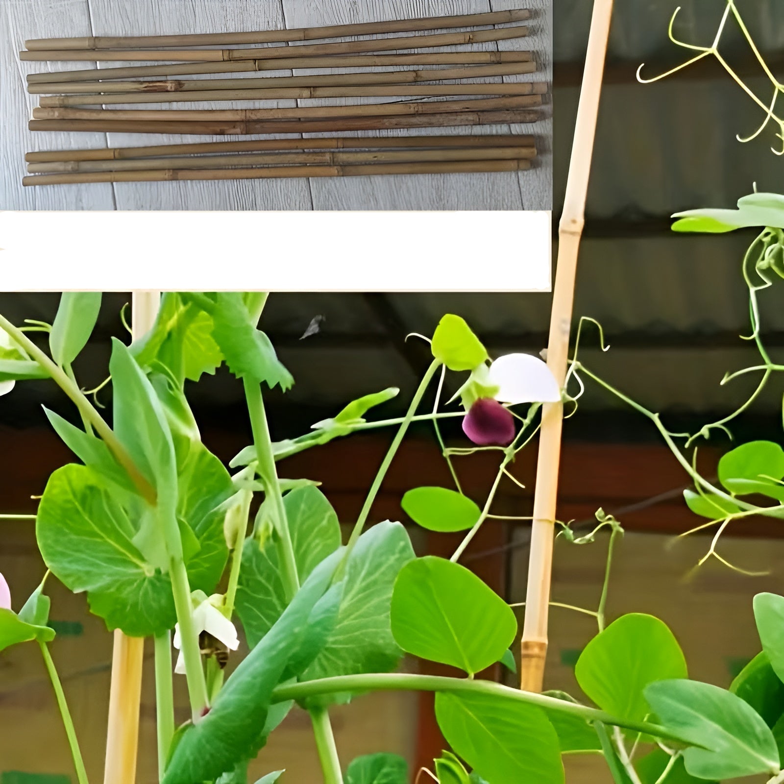 Natürliche Bambusstäbe – Robuste Pflanzenstütze | Perfekt für Garten und Topfpflanzen - Pflanzenstützen